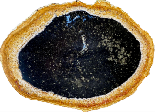Versteinertes Holz