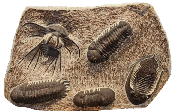 Fossilien