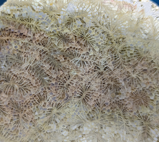 Elfenflügel-Achat / Versteinerte Koralle 391g, Indonesien