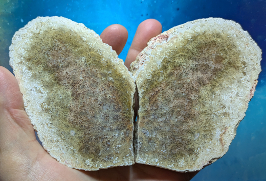 Elfenflügel-Achat / Versteinerte Koralle 391g, Indonesien