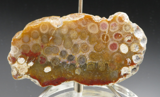 Versteinerte Koralle / Blüten-Achat, Indonesien