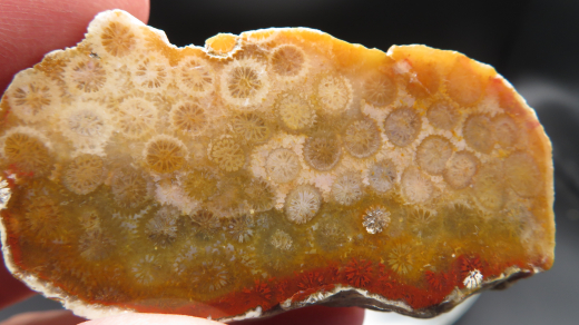 Versteinerte Koralle / Blüten-Achat, Indonesien