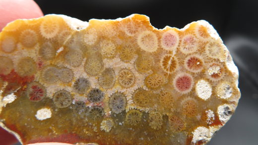 Versteinerte Koralle / Blüten-Achat, Indonesien