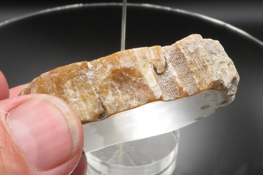 Versteinerte Koralle / Blüten-Achat, Indonesien