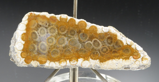 Versteinerte Koralle / Blüten-Achat, Indonesien