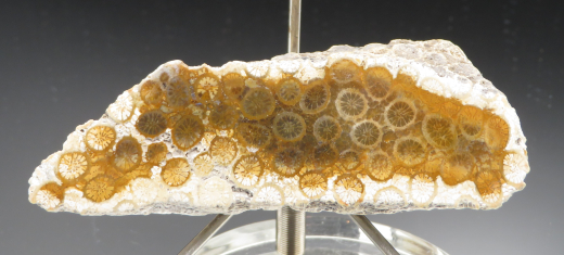 Versteinerte Koralle / Blüten-Achat, Indonesien