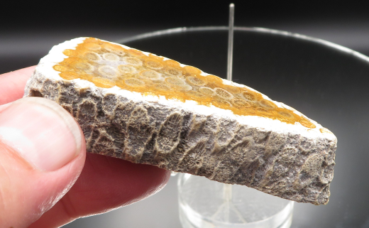 Versteinerte Koralle / Blüten-Achat, Indonesien