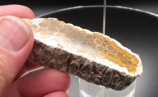 Versteinerte Koralle / Blüten-Achat, Indonesien