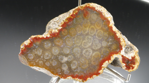 Versteinerte Koralle / Blüten-Achat, Indonesien