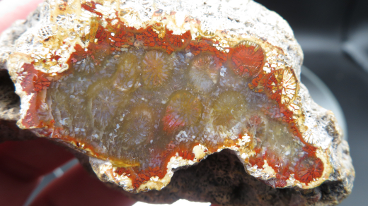 Versteinerte Koralle / Blüten-Achat, Indonesien