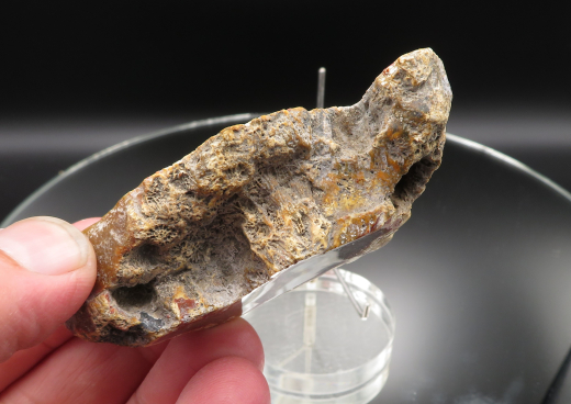 Versteinerte Koralle / Blüten-Achat, Indonesien