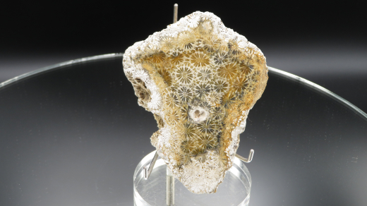 Versteinerte Koralle / Blüten-Achat, Indonesien