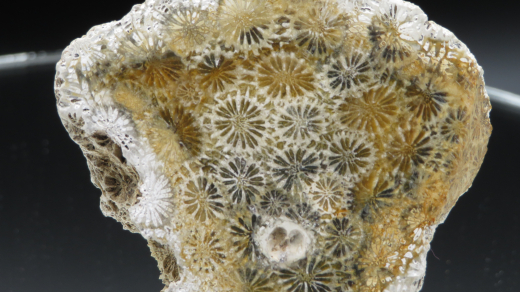 Versteinerte Koralle / Blüten-Achat, Indonesien