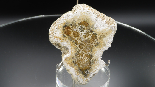 Versteinerte Koralle / Blüten-Achat, Indonesien