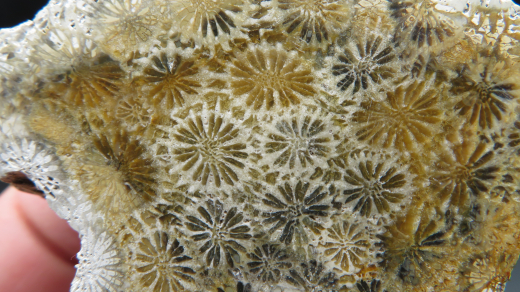 Versteinerte Koralle / Blüten-Achat, Indonesien