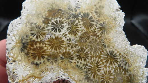 Versteinerte Koralle / Blüten-Achat, Indonesien