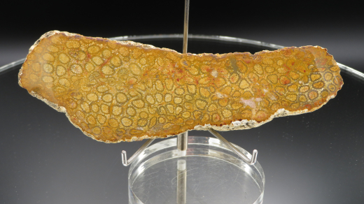 Versteinerte Koralle / Blüten-Achat, Indonesien