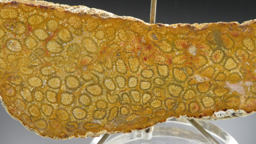 Versteinerte Koralle / Blüten-Achat, Indonesien