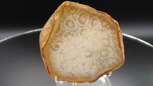 Versteinerte Koralle / Blüten-Achat, Indonesien