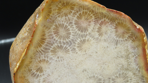 Versteinerte Koralle / Blüten-Achat, Indonesien