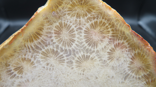 Versteinerte Koralle / Blüten-Achat, Indonesien