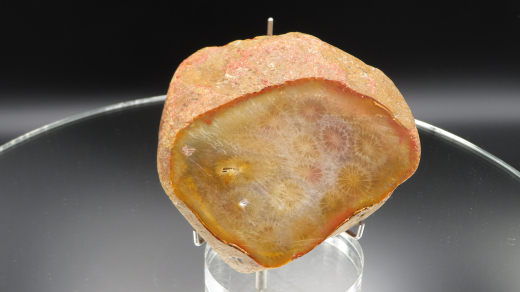 Versteinerte Koralle / Blüten-Achat, Indonesien