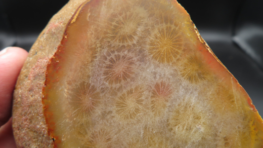 Versteinerte Koralle / Blüten-Achat, Indonesien