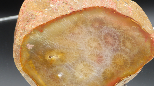 Versteinerte Koralle / Blüten-Achat, Indonesien