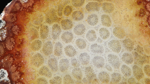 Versteinerte Koralle / Blüten-Achat, Indonesien