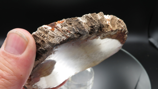 Versteinerte Koralle / Blüten-Achat, Indonesien