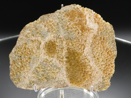 Versteinerte Spinnennetz-Koralle 220g, Indonesien, Selten!