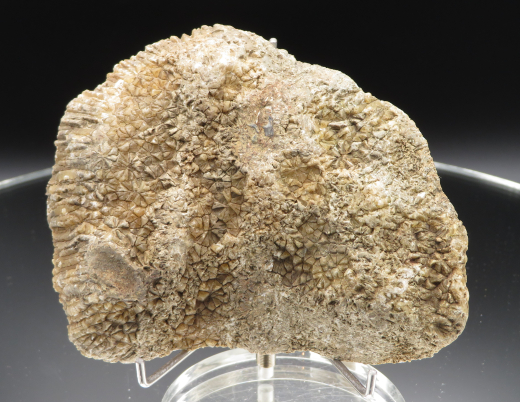 Versteinerte Spinnennetz-Koralle 220g, Indonesien, Selten!