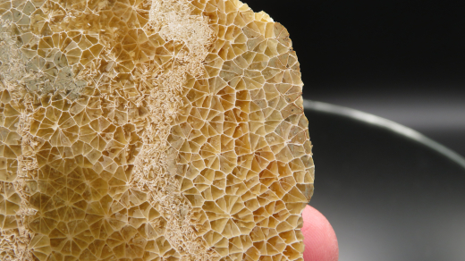 Versteinerte Spinnennetz-Koralle 220g, Indonesien, Selten!