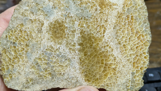 Versteinerte Spinnennetz-Koralle 220g, Indonesien, Selten!