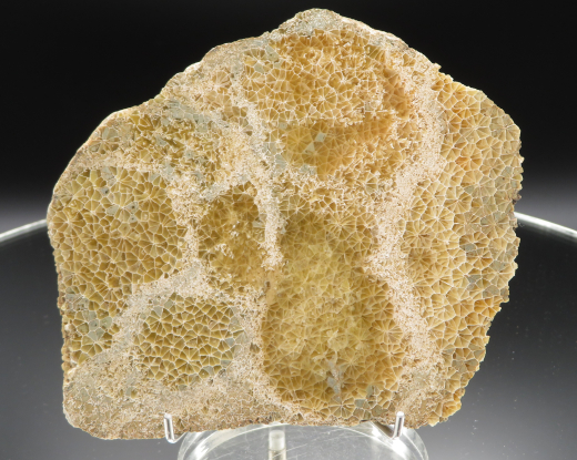 Versteinerte Spinnennetz-Koralle 224g, Indonesien, Selten!