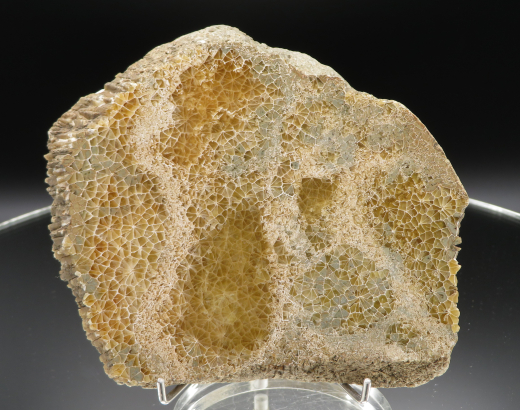 Versteinerte Spinnennetz-Koralle 224g, Indonesien, Selten!