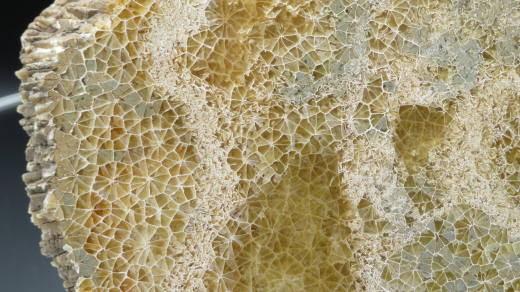 Versteinerte Spinnennetz-Koralle 224g, Indonesien, Selten!