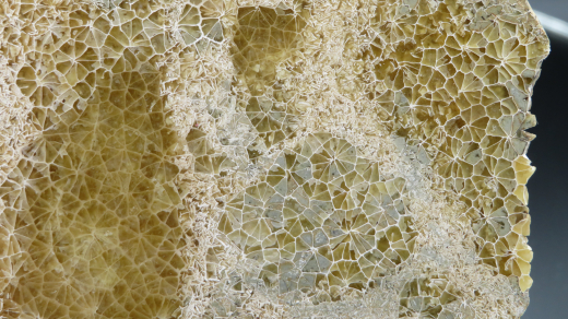 Versteinerte Spinnennetz-Koralle 224g, Indonesien, Selten!