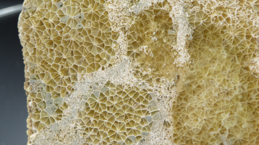 Versteinerte Spinnennetz-Koralle 224g, Indonesien, Selten!