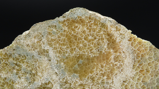 Versteinerte Spinnennetz-Koralle 224g, Indonesien, Selten!