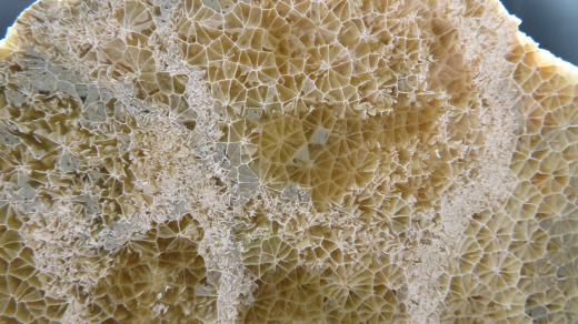 Versteinerte Spinnennetz-Koralle 224g, Indonesien, Selten!