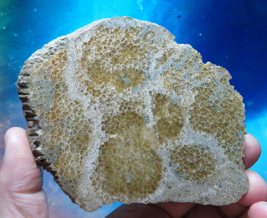 Versteinerte Spinnennetz-Koralle 278g, Indonesien, Selten!