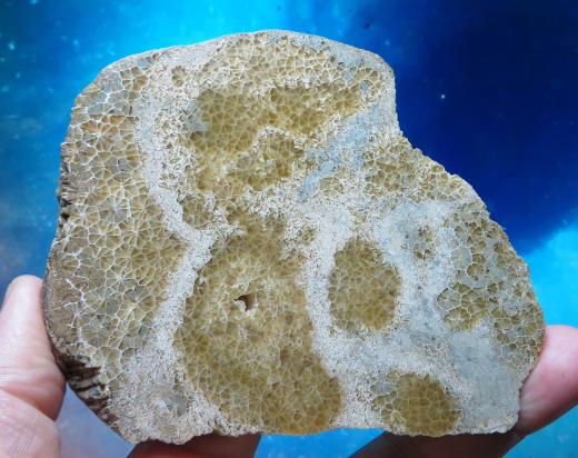 Versteinerte Spinnennetz-Koralle 303g, Indonesien, Selten!