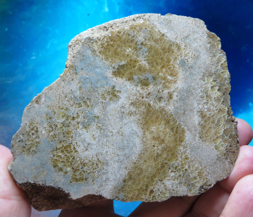 Versteinerte Spinnennetz-Koralle 303g, Indonesien, Selten!