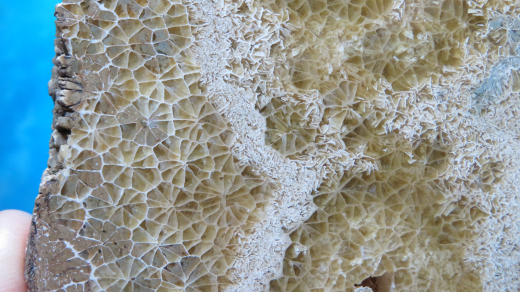 Versteinerte Spinnennetz-Koralle 303g, Indonesien, Selten!