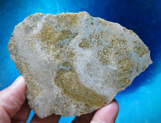 Versteinerte Spinnennetz-Koralle 326g, Indonesien, Selten!