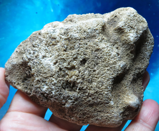 Versteinerte Spinnennetz-Koralle 326g, Indonesien, Selten!