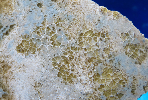 Versteinerte Spinnennetz-Koralle 326g, Indonesien, Selten!