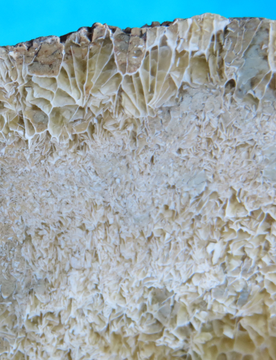 Versteinerte Spinnennetz-Koralle 326g, Indonesien, Selten!