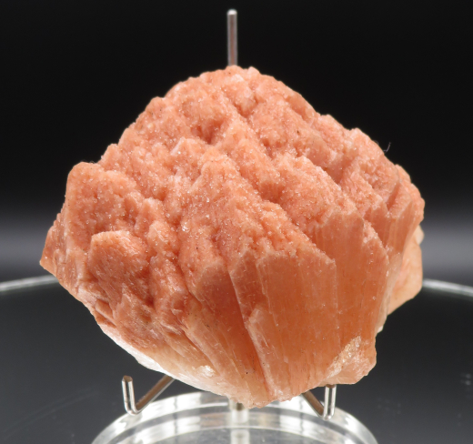 Große Stilbitrose, orange, 260g, Sangamner / Indien